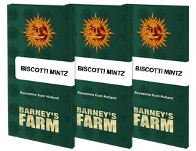 Biscotti mintz (3) 100% barneys farm